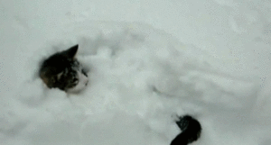  Winter Cat