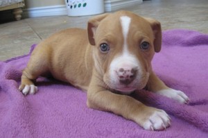 adorable pit bull puppies