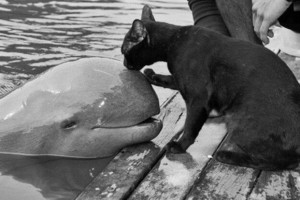  cat and baby beluga 鯨, クジラ