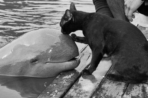 cat and baby beluga whale