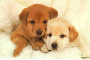  cute puppies