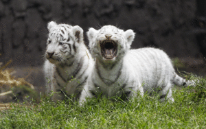  white tigri