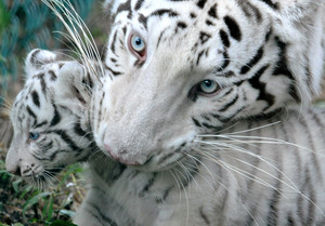  white बाघों