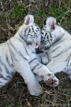  white Тигры