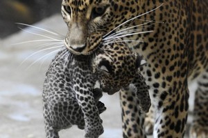 Leopard And Her Cub