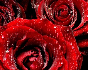  downloadfiles wallpapers 1280 1024 red roses 6 6199  1 
