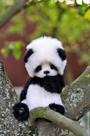  86550d67399c902bafeebc4495c255ef baby panda bears panda bébés