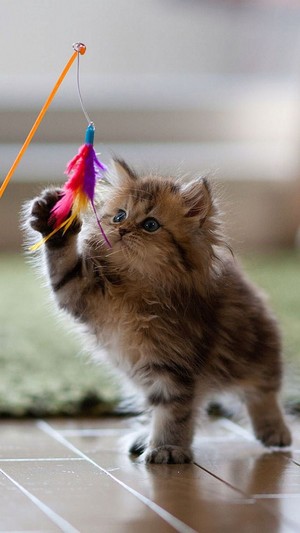  A Playful Kitten