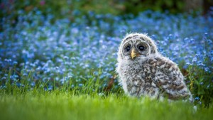  Baby Owl