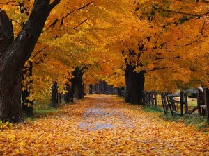  Beautiful Fall वॉलपेपर्स autumn 15496205 800 600