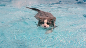  Cat Going Swimming
