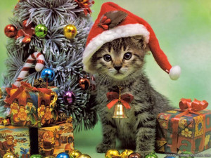  क्रिस्मस Cat वॉलपेपर