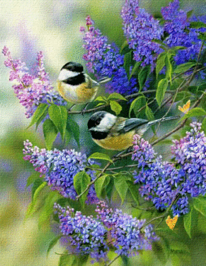  Colourful Birds