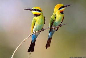  Cute Birds