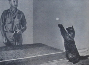  Dagwood, The Ping Ping Cat