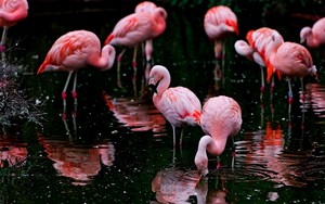  Flamingos