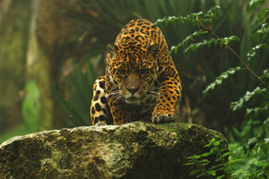 Animal Face-Off: Anaconda vs. Jaguar - Animals video - Fanpop