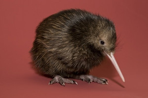  Kiwi bird