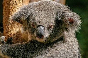  Koalas