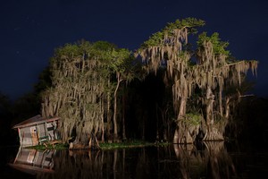  Manchac Swamp, Louisiana