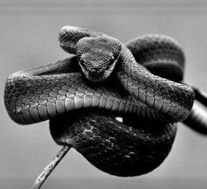  Snake