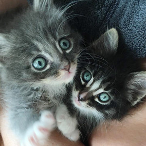  Two Adorable chatons