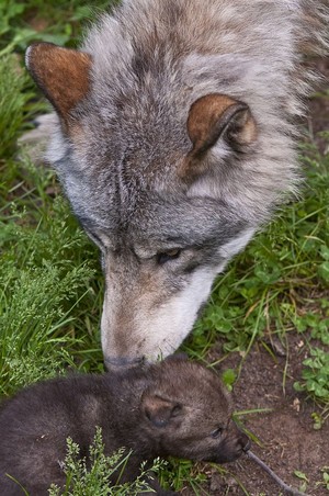  wolf And Her Cub