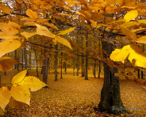 Yellow Leaves autumn 393324 1280 1024