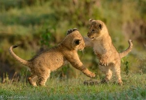  adorable lion cubs
