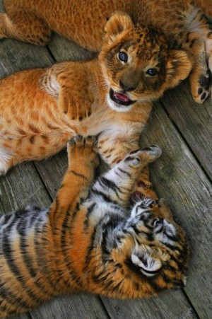  adorable lion cubs