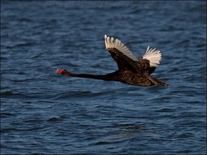  black angsa, swan