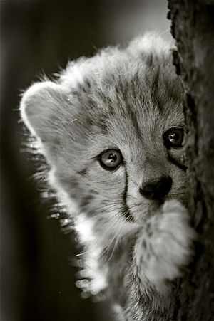  cheetah cub playing peek-a-boo
