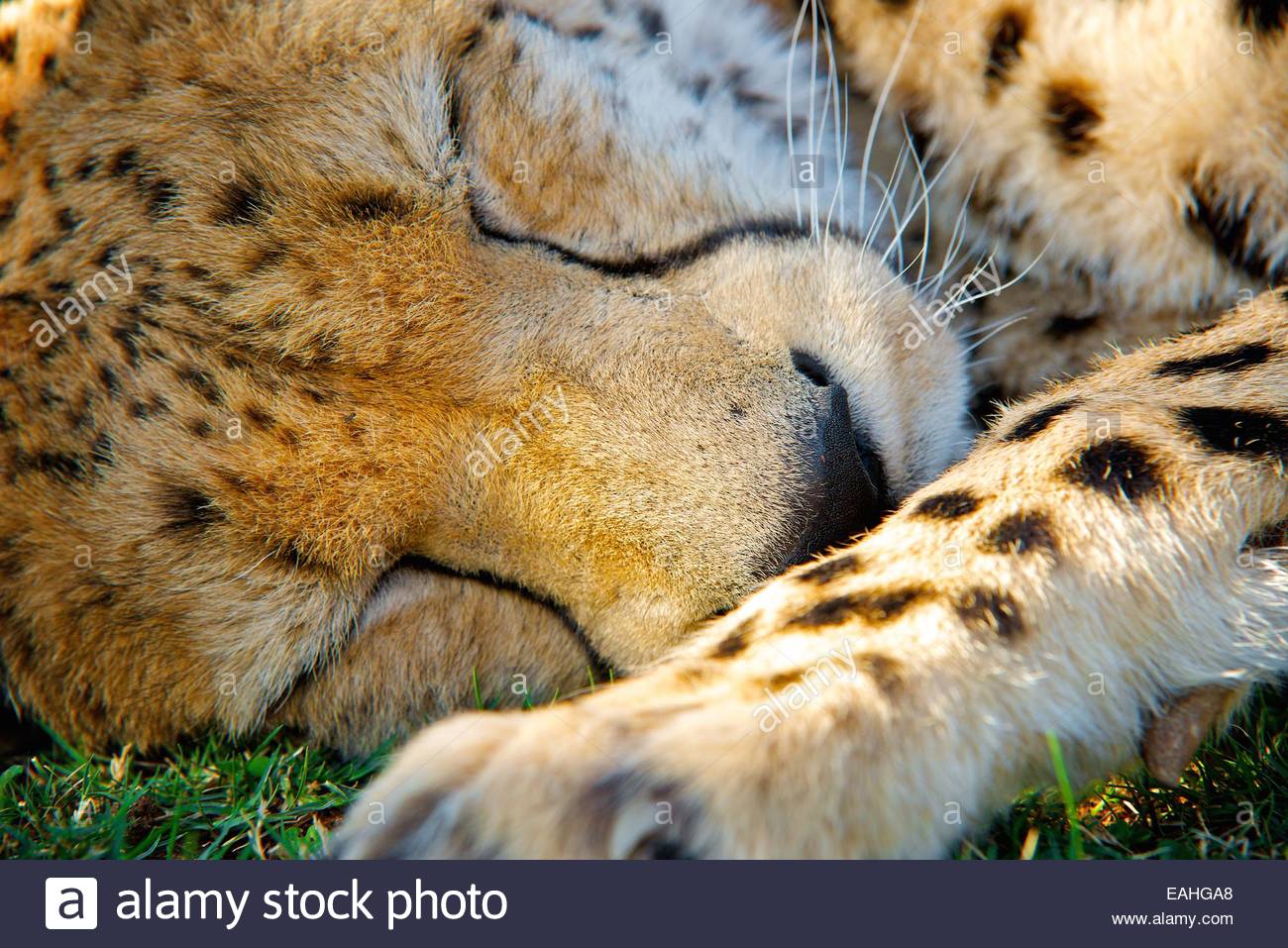 cheetah sleeping