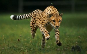  cheetahs
