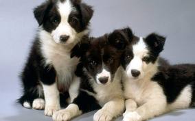  cute puppies cute puppies 31475703