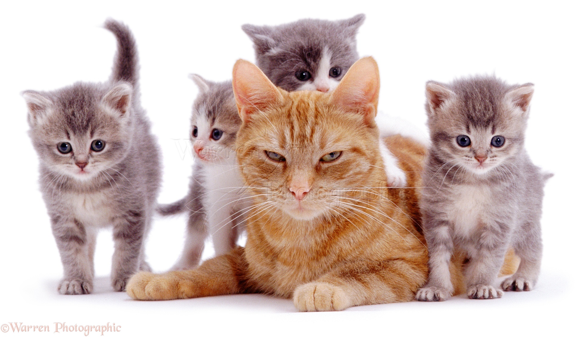 03003 Ginger cat with grey foster kittens white background - Cute Kittens  Photo (40835518) - Fanpop