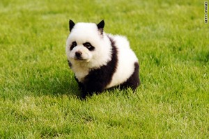 40 Fluffy Pictures of Puppies that Looks like Pandas 3