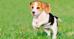 All about puppies  Cesar s tips  tricks and advice