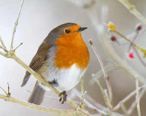 Beautiful Robin