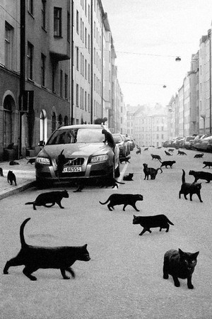  Black Katzen