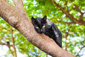  Cat In The पेड़