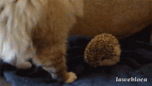  Cat and Hedgehog