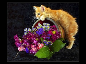  Кошки With Цветы