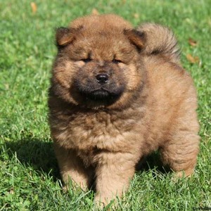 Chow Chow Puppies For Sale 600x600