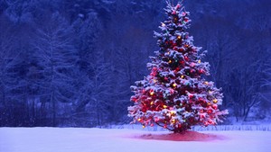  圣诞节 树 in Snow
