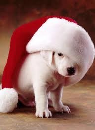  クリスマス themed 子犬 pics