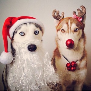 Christmas themed puppy pics