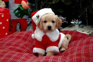  Christmas themed puppy pics