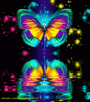  Colourful papillon