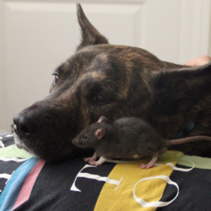  Dog and ratto